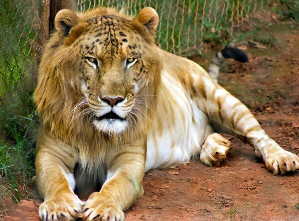 Liger