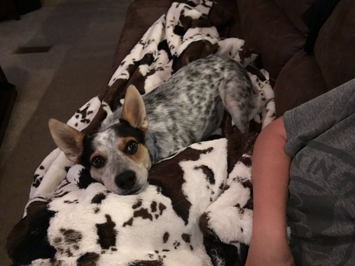 KatieAngelos's tweet image. LOOK AT HOW PERFECT HIM AND THE FLASH ARE. #crackdog #hecansitstill