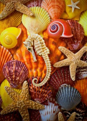 RTGultimate's tweet image. Underwater beauty