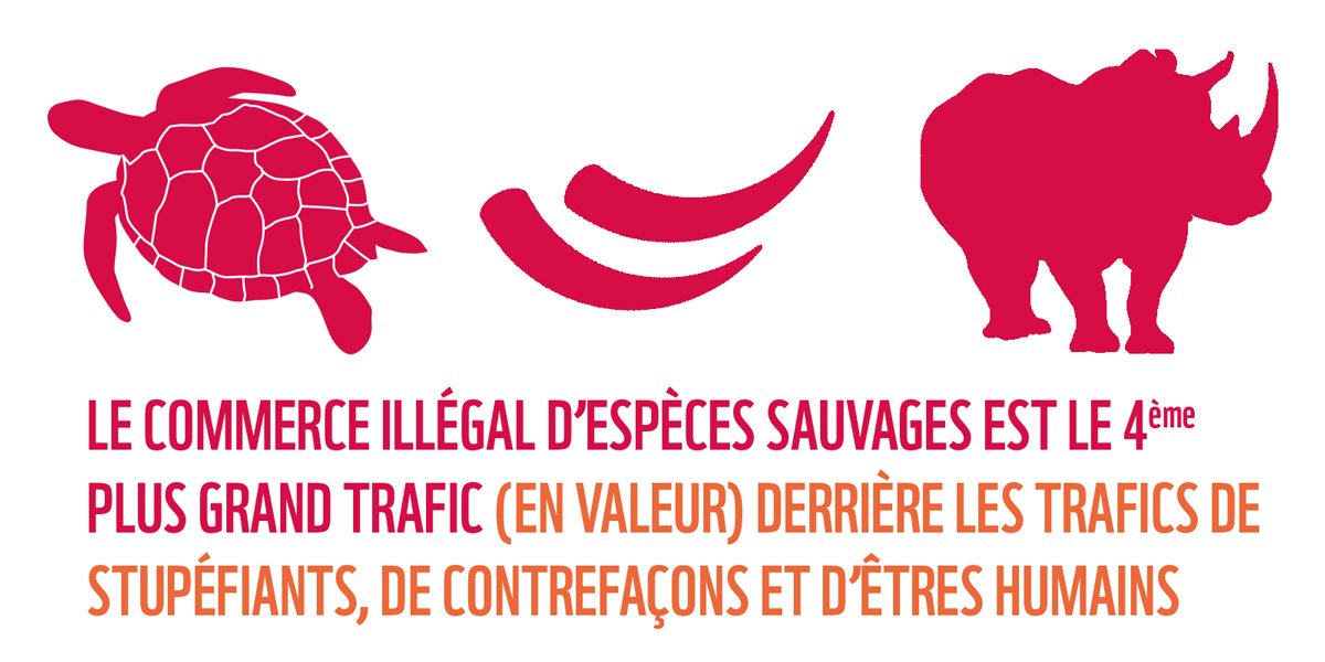 WWFFrance's tweet photo. Le commerce illégal d’espèces sauvages est le 4eme trafic mondial, après les drogues, la contrefaçon et les humains https://t.co/dzSifKga2Q https://t.co/Z6QcHXhcvu