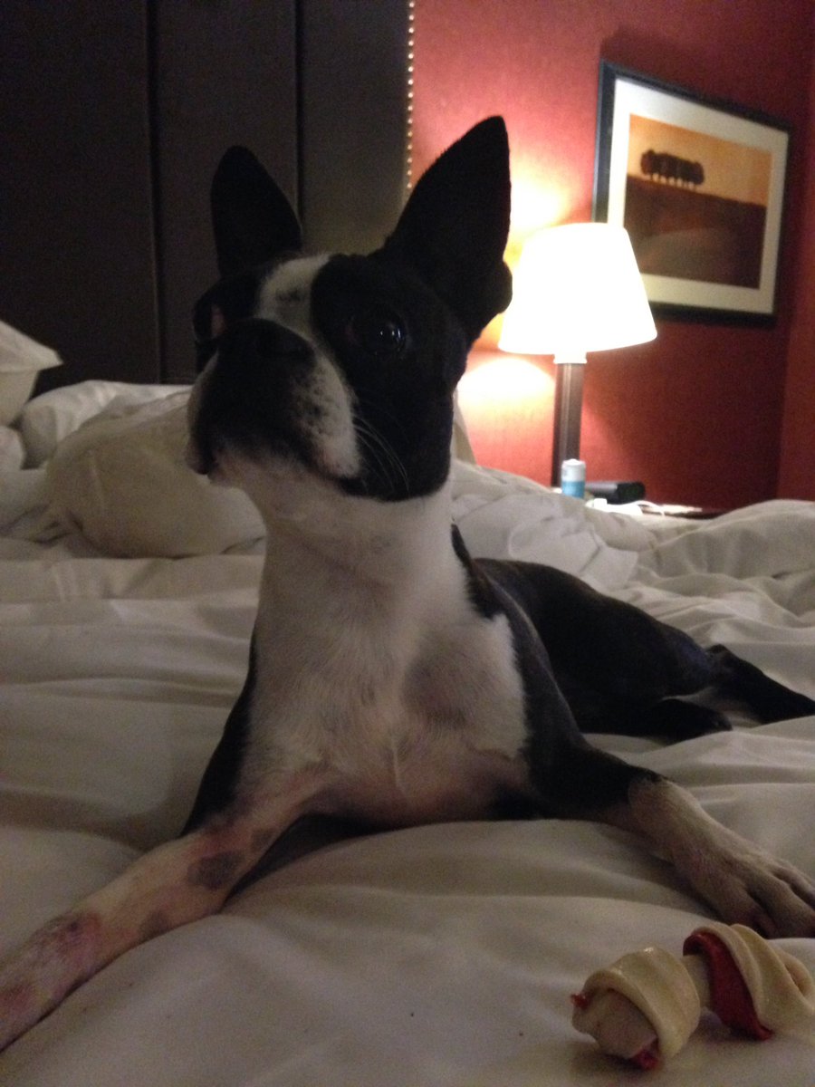 SKgunning's tweet image. Knuckles the #sigdoc16 conference mascot!