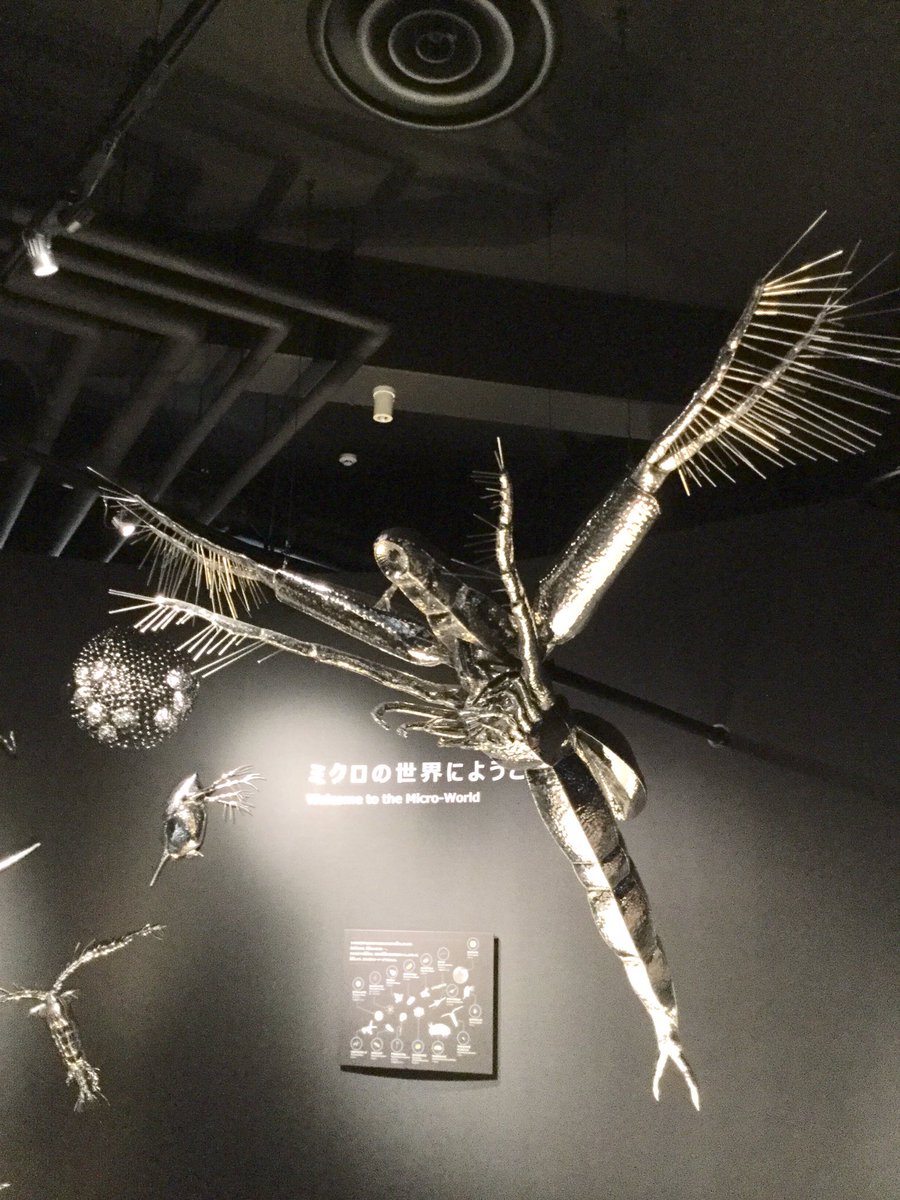 O Xrhsths Amami Sto Twitter 7月にリニューアルした琵琶湖博物館 琵琶湖にいるプランクトンの展示室 ミジンコの中で一番大きい ノロ 1cm以上 のピカピカ金属の大型模型は怪獣みたいでかっこいい 壁にへばりついた微生物オブジェがかわいくてお土産に欲しくなっ