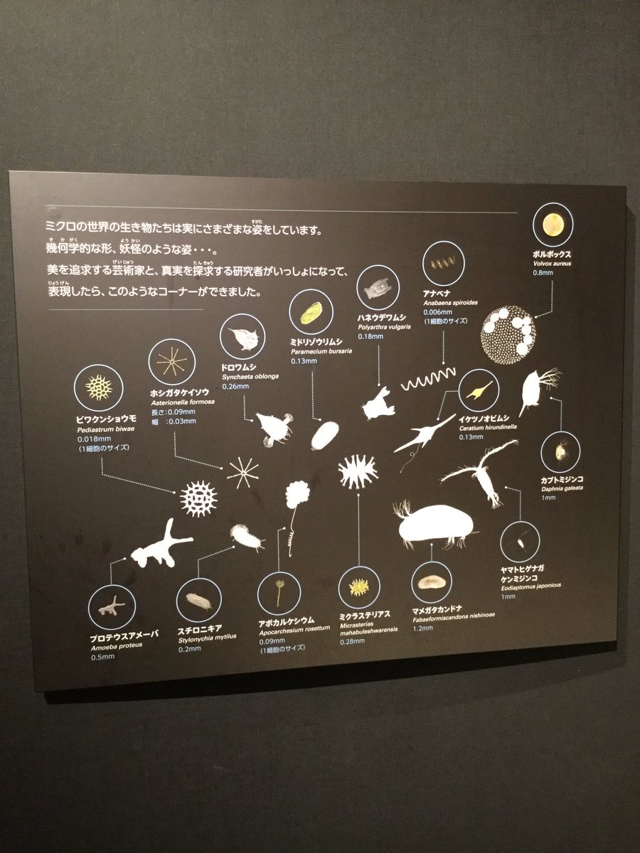 O Xrhsths Amami Sto Twitter 7月にリニューアルした琵琶湖博物館 琵琶湖にいるプランクトンの展示室 ミジンコの中で一番大きい ノロ 1cm以上 のピカピカ金属の大型模型は怪獣みたいでかっこいい 壁にへばりついた微生物オブジェがかわいくてお土産に欲しくなっ