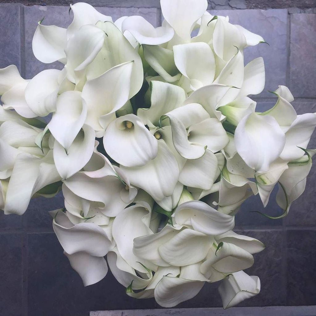 The Flower Pot tweet media