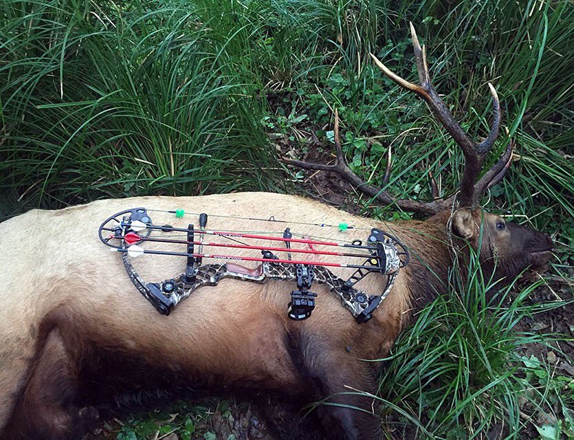 Getting the job done with #MaximaRed arrows. #cxpro #ChangeTheGame #elk #bowhunting