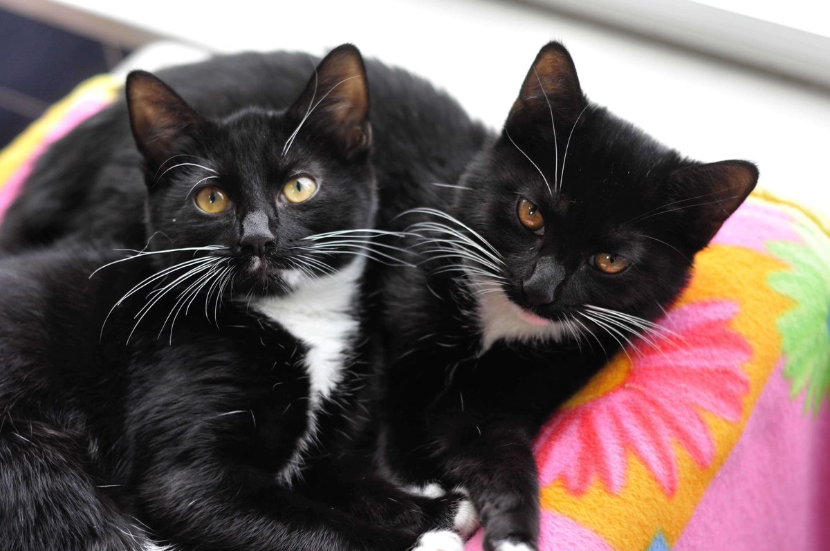 peta's tweet photo. How cute are these dapper tuxedo kittens? PETA took them in when their owner needed us. Help them find homes! https://t.co/fpc0TAb7QT https://t.co/zullJ3oXKQ