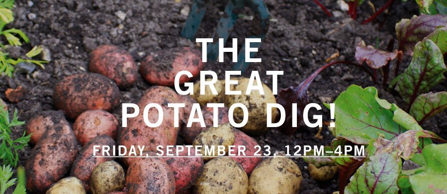 OurTableCoOp's tweet photo. Work party today! Help us harvest taters, any time from 12–4pm. As grandma always said, many hands make light work — and more fun, to boot! https://t.co/m04j9xyacO
