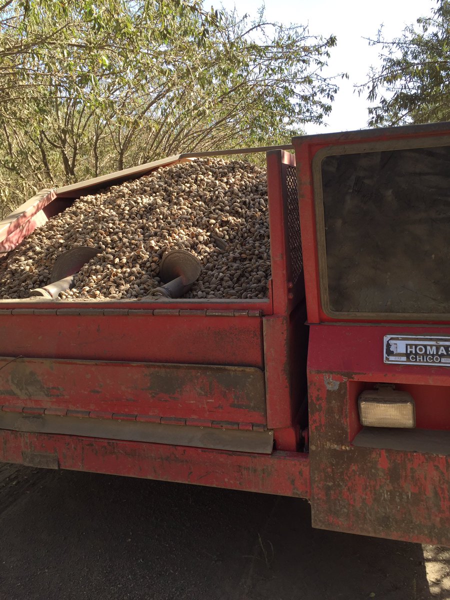 Busy with the almond harvest. Never go hungry at work, snacks for days 😜