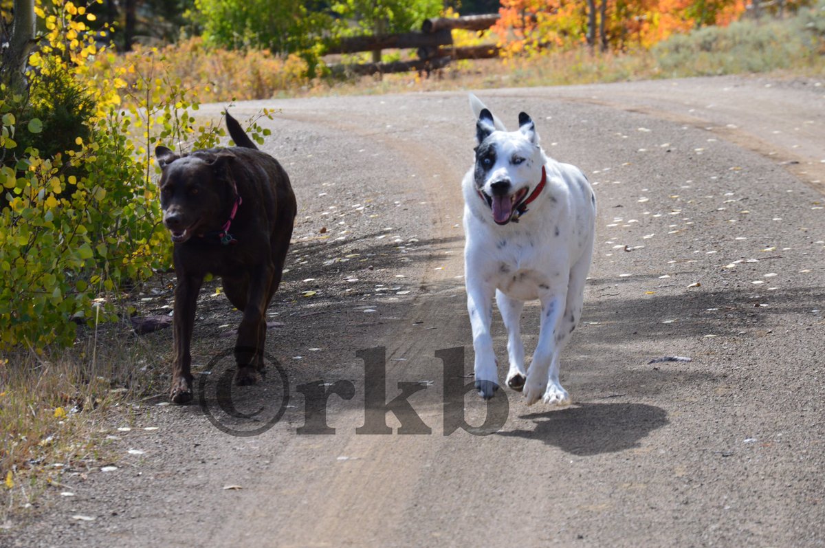 dgbu's tweet photo. πChasing summerπ #Finndog #Babe #Autumninutahπ»#FlamingGorge https://t.co/4Q2OWJrLjd