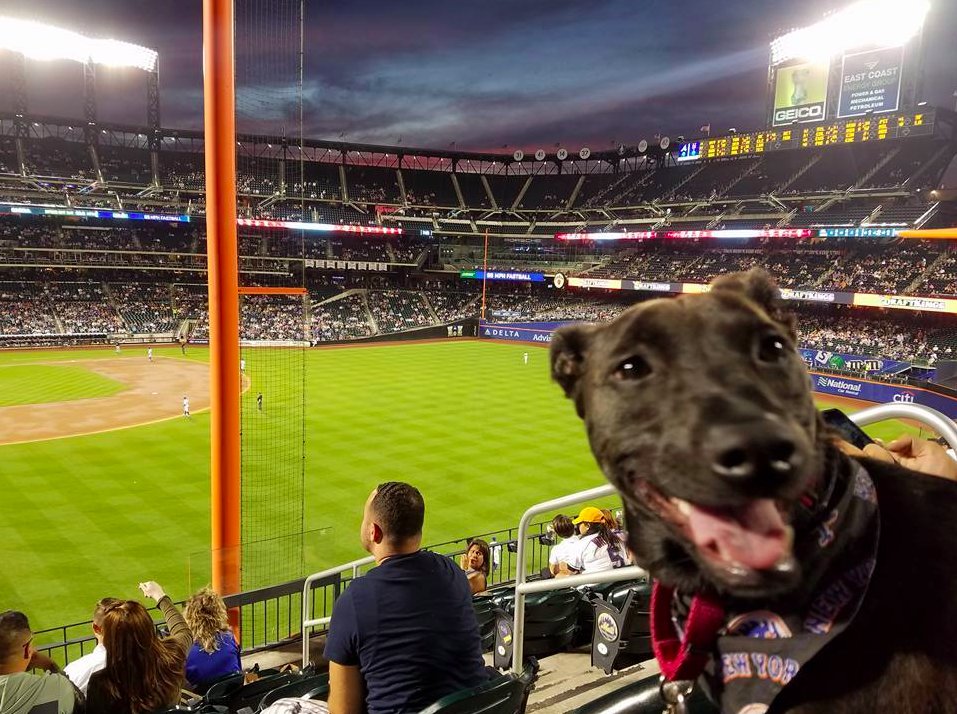 Congrats to Samantha Benkovsky and her happy dog! #dogs <a href="/Mets/">New York Mets</a> #NewYork #MLB #BarkAtThePark tinyurl.com/jzptmga