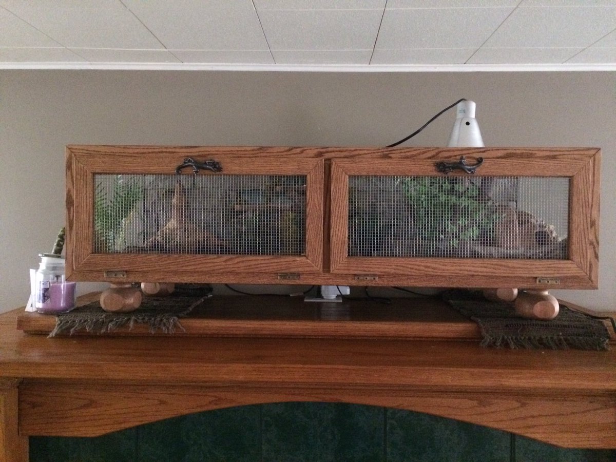 JerryVanJ's tweet photo. $10 aquarium fm Craig's I put on its side & framed. The rest I either had or got fm @Petco #happylizards https://t.co/vlWDa9MG7K