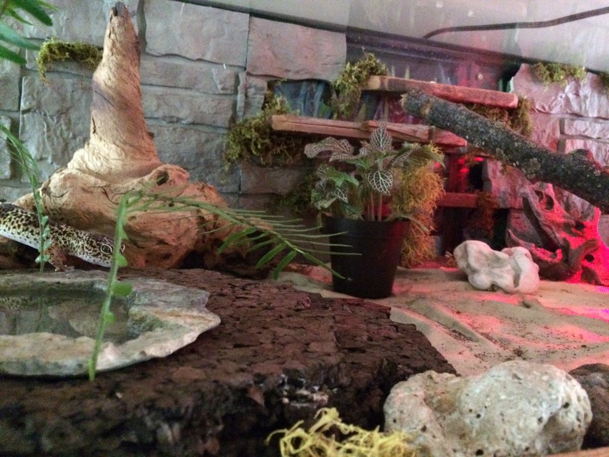 JerryVanJ's tweet photo. $10 aquarium fm Craig's I put on its side & framed. The rest I either had or got fm @Petco #happylizards https://t.co/vlWDa9MG7K