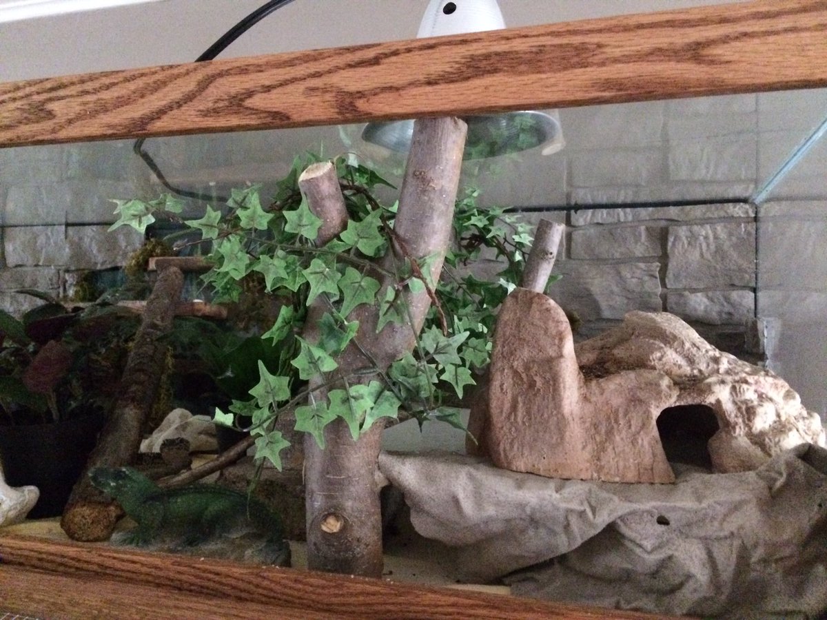 JerryVanJ's tweet photo. $10 aquarium fm Craig's I put on its side & framed. The rest I either had or got fm @Petco #happylizards https://t.co/vlWDa9MG7K