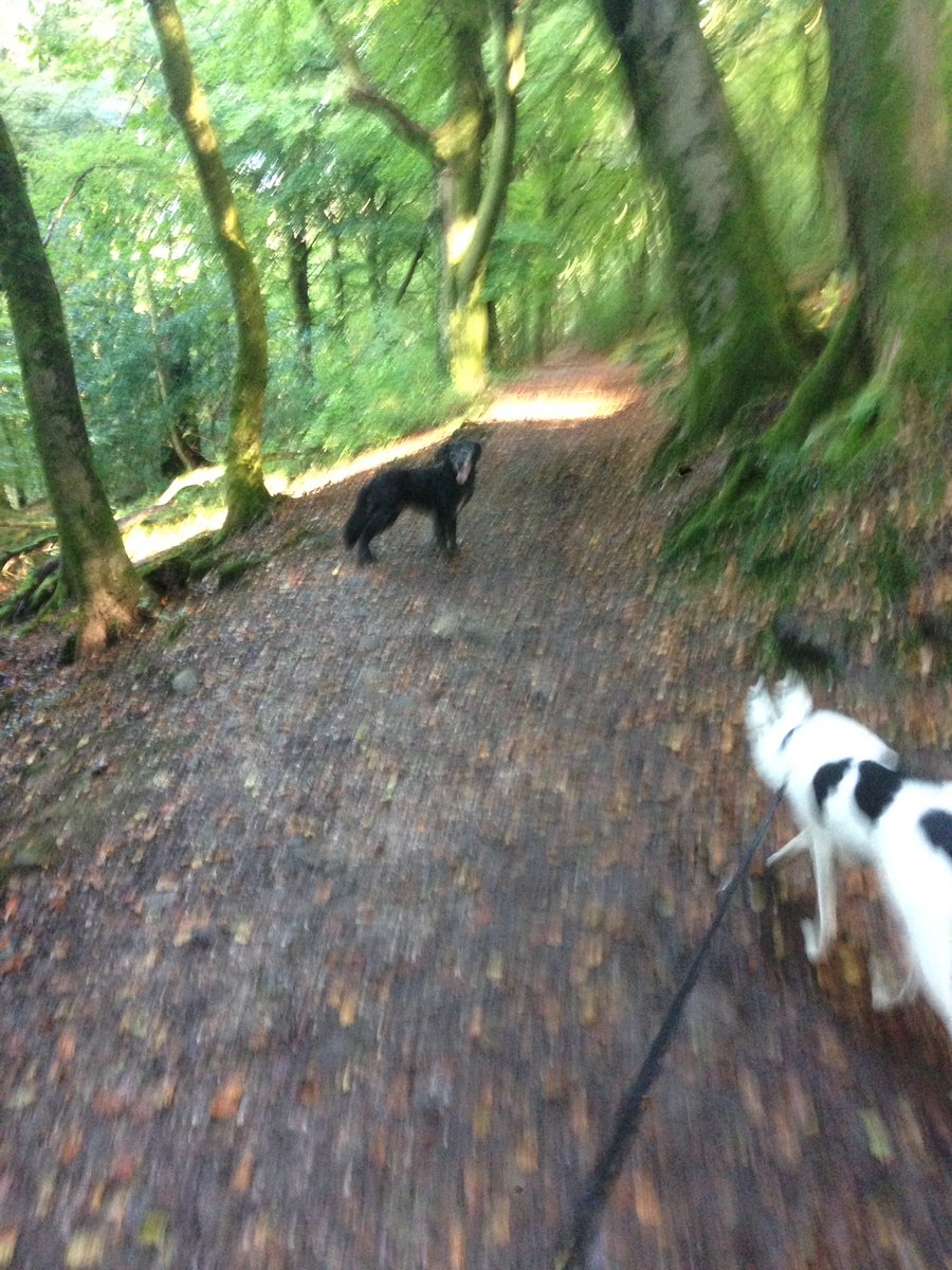 walkingwithsam's tweet image. Jess and Murphy adventures