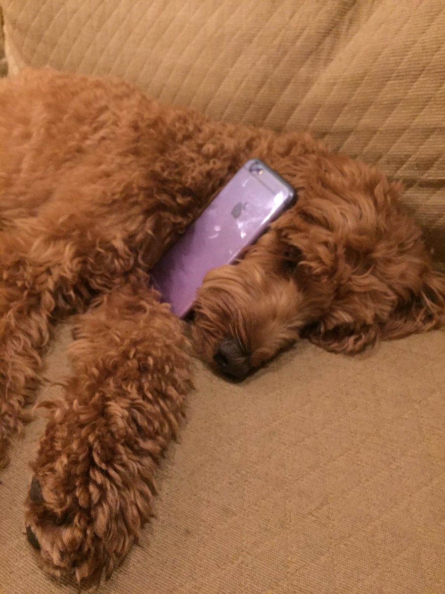 Bryce, our CEO, has been very busy holding down the Gate House fort while Ellen is away at the trade show.
#TGIF #DogsofTwitter #OfficeDog