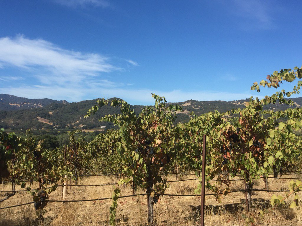 sumona's tweet photo. Just another day at the office. View from Anthony's Hill vineyard. @fetzerwines #FetzerfortheFutute https://t.co/idfAQUPQZx