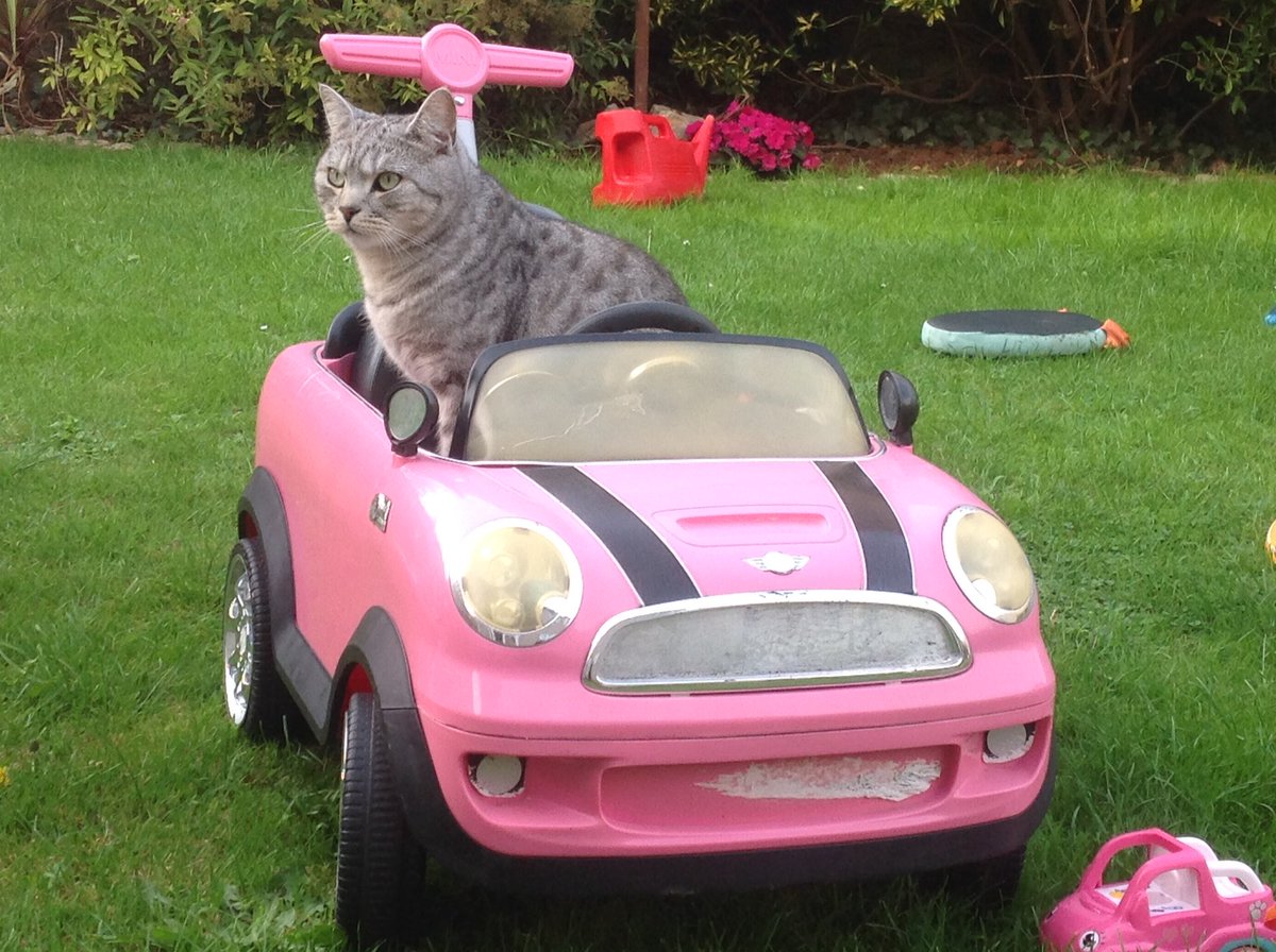 Rudy isn't impressed by driving a pink car