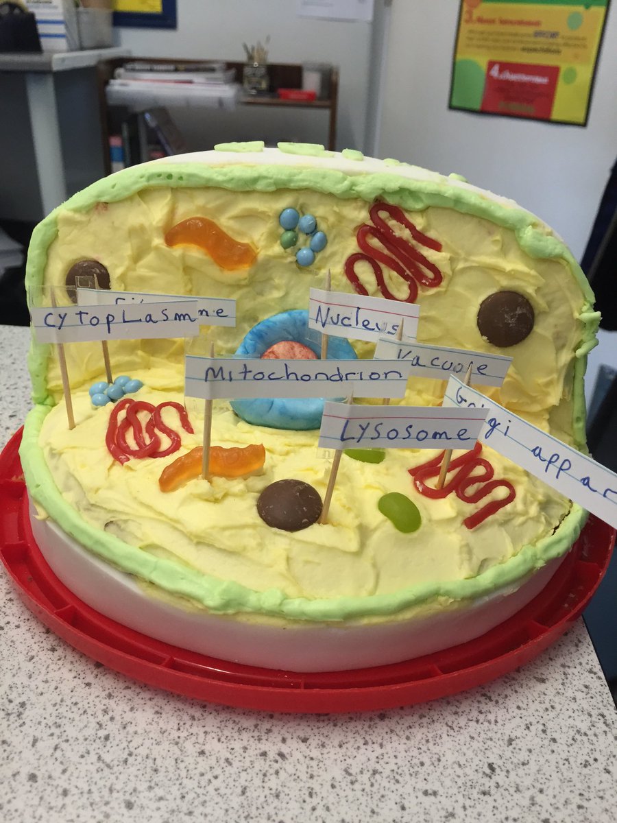 chetscience's tweet photo. Fantastic cake model of a cell made by one of our brilliant year 7!!!!!! Amazing. @Chetwyndeoffice https://t.co/9rJil9xdpW