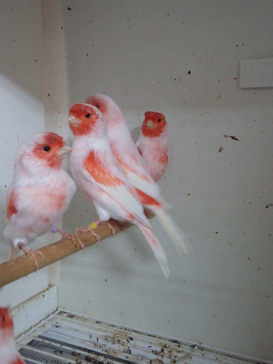 Adnan Karli Adnankarl1 Twitter