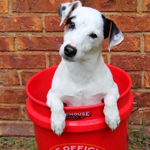 FirehouseSubs's tweet photo. Only a few hours left! Post a pup pic with #DogsofFirehouse & tag @FirehouseSubs & weโll give $1 to the K9 Fund! RT to spread the word. https://t.co/ZvDfn1Ih28