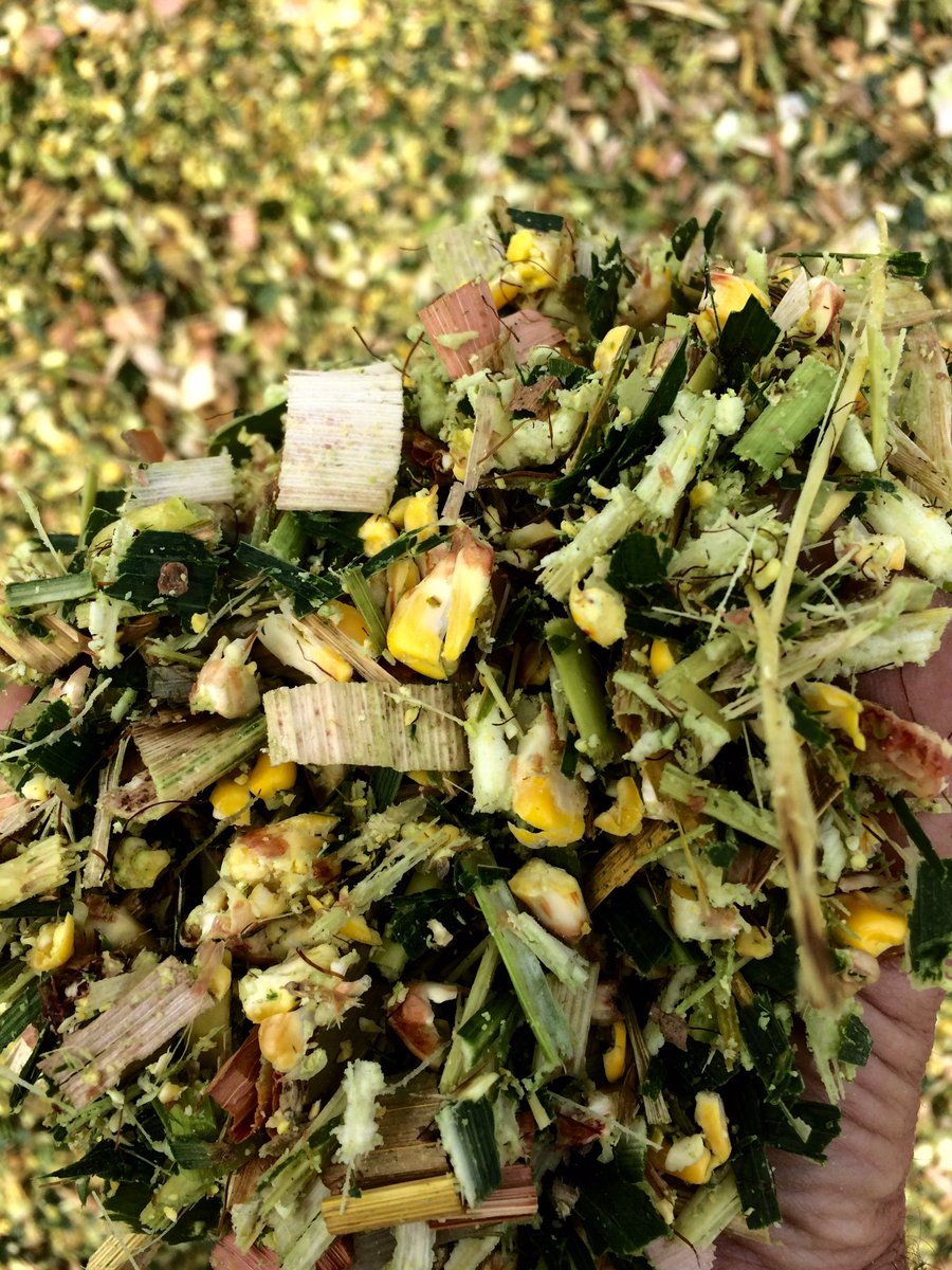 curtcooper4's tweet image. #Silage New 198-98 looking great in CNY.
#PlacedToPerform #Seedfirst