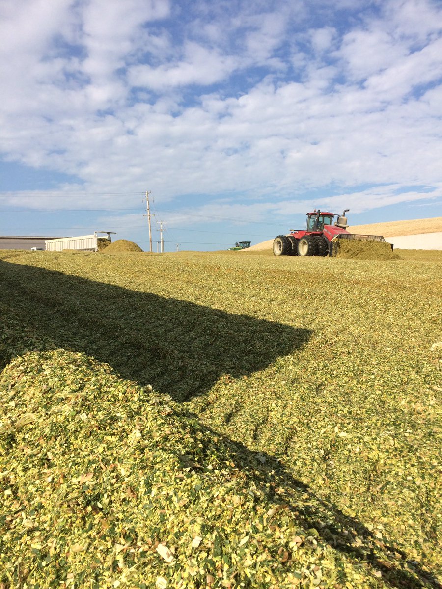 curtcooper4's tweet image. #Silage New 198-98 looking great in CNY.
#PlacedToPerform #Seedfirst