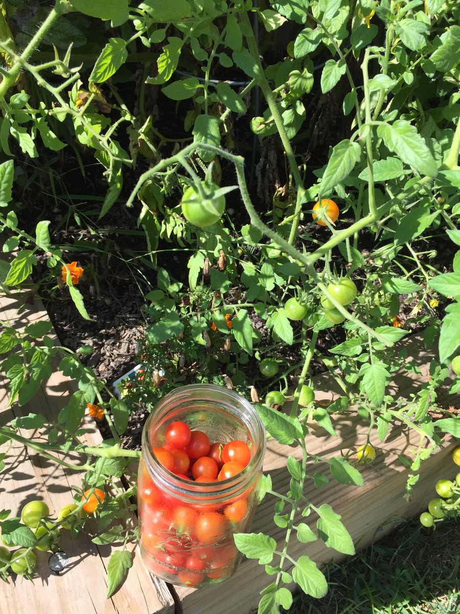 Still getting some fresh tomatoes in September. Stop by if you'd like some!
