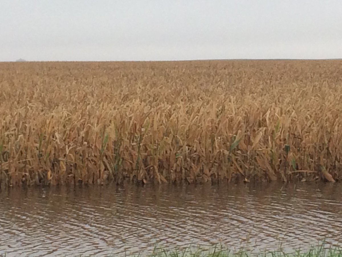 Pics from travels today. #harvest16 will be a big challenge in some places in NC Iowa. Sadly, more rain expected.