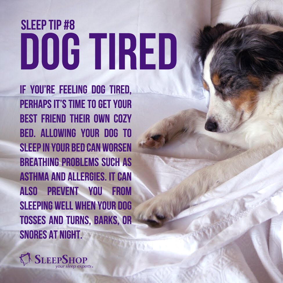 sleepshopbc's tweet image. Having a ruff time sleeping at night? 🐶💤