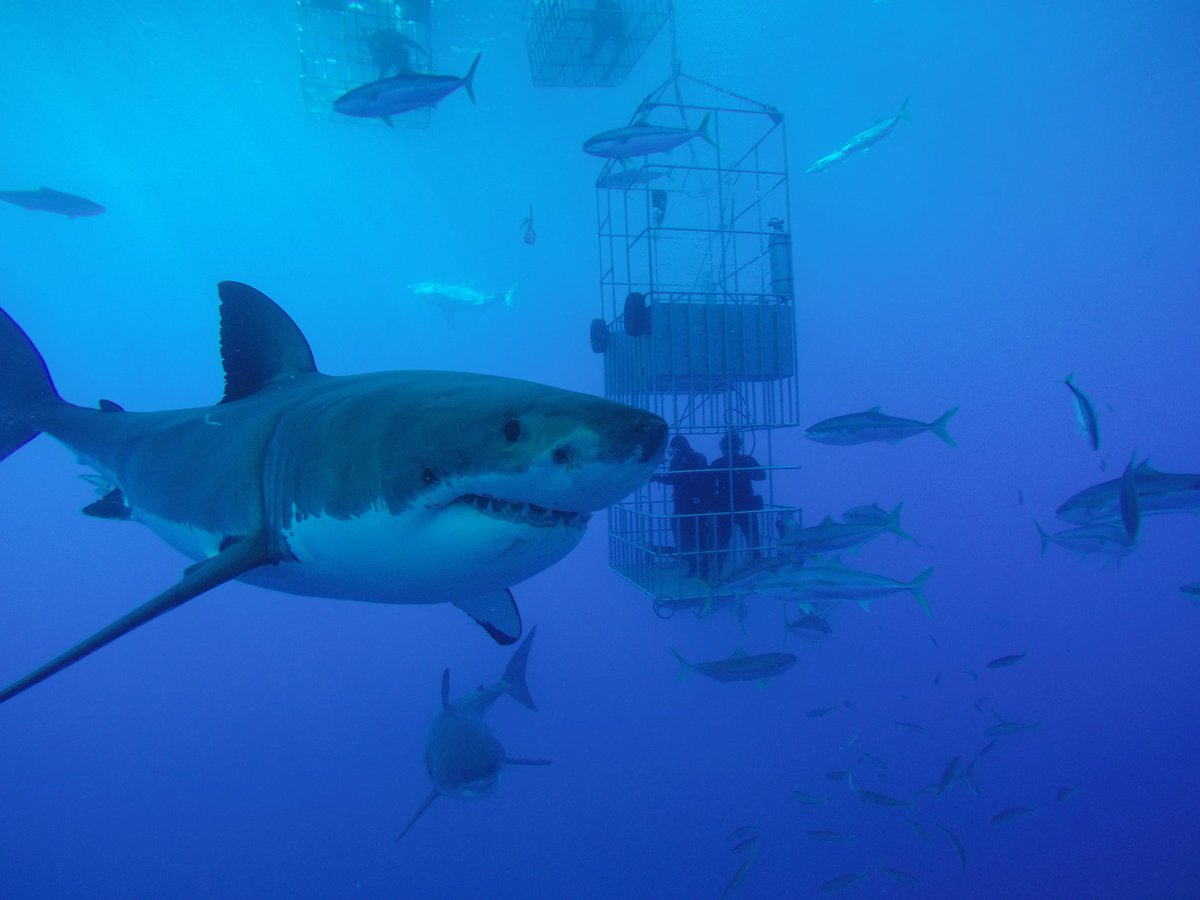 Nautilus Diving (nautilusxplorer) Twitter