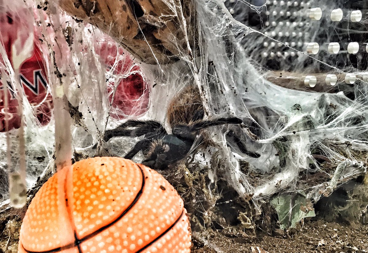 Basketball practice starts next week! Time to set up shop in the Robins Center! #OneRichmond