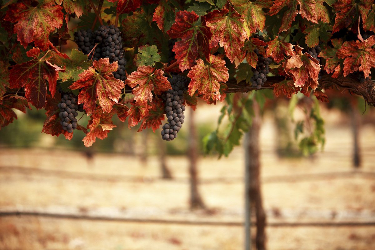 BigBearVillage's tweet photo. Big Bear Lake Wine Walk Sat., 3:30 to 7:00 PM - Tickets: https://t.co/pKFNedGr0M
#Autumn #FallWineWalk #BigBearWineWalk #SoCal #ThingsToDo https://t.co/zDOkkI8WLA