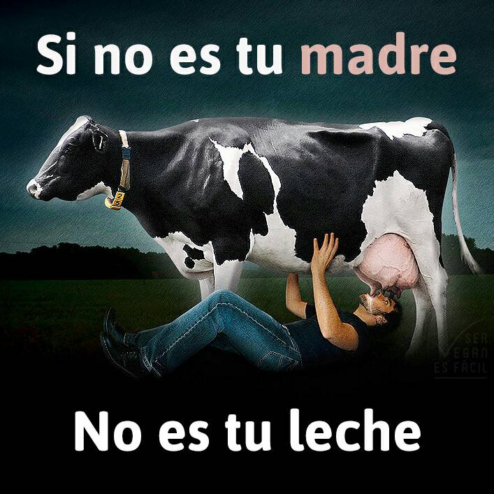 Si no es tu madre, no es tu leche: Los mamíferos producen leche para sus crías únicamente.