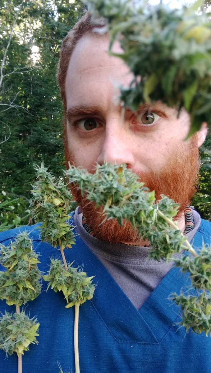 Drew420Consult's tweet photo. #TopNugs from #Cheese #Scrog
#HarvestTime #Sticky #THC #Weed #Pot #MedicalEquality #MedicalCannabis https://t.co/Gou8KNywD3