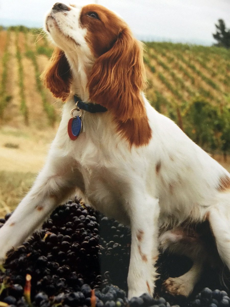 lynmarestate's tweet photo. Sam the King Charles Cavalier at #harvest (@thedogsofwine he really thinks he is The King!) #winecountry #lynmarlife #wineoclock #FFBack https://t.co/qTx77FSHeJ