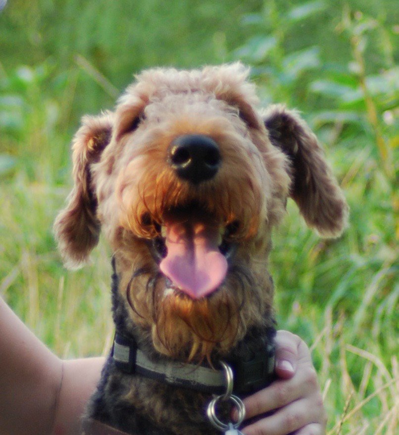 Berti_and_Ernie's tweet photo. If you like this #smile, consider that #Happiness for others is just a retweet away.
#dogsarejoy https://t.co/YPPdIkW0vj