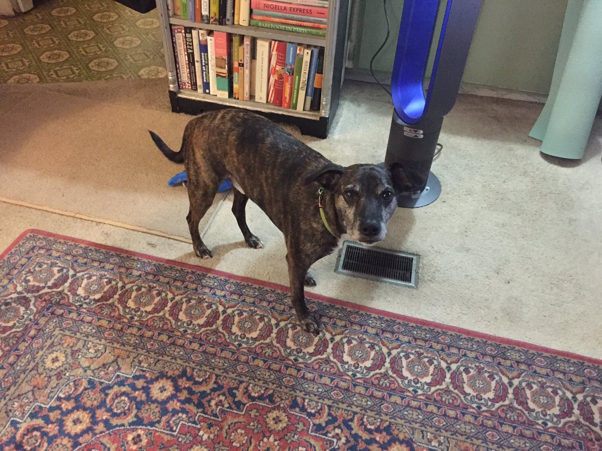 redhead1558's tweet photo. @FirehouseSubs #DogsofFirehouse I would like to introduce my dog Jake https://t.co/MY2Yr3d342