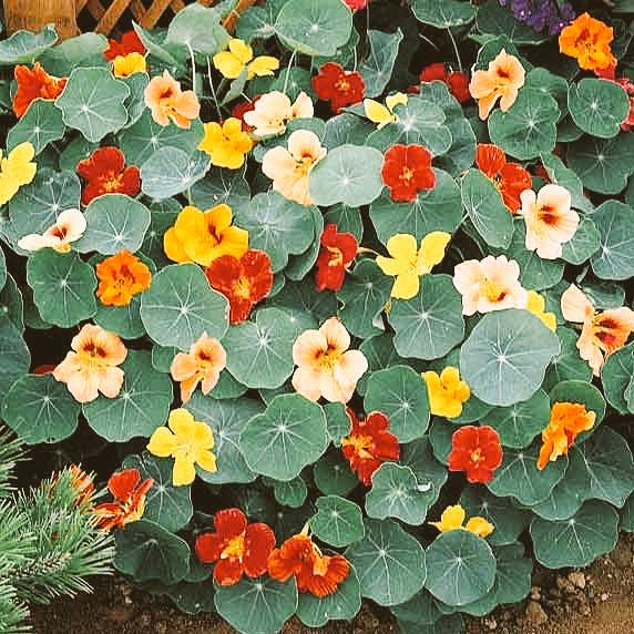 Does anybody in prestbury have any nasturtiums that they would like to donate to our kitchen??