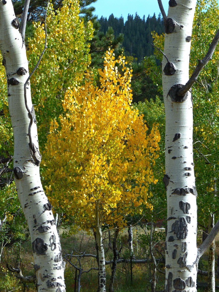 RealMaeWest's tweet photo. Hope everyone is enjoying the #FirstDayofFall - I love watching the seasons change.  Keeps life interesting. https://t.co/NXjh8H9Spo
