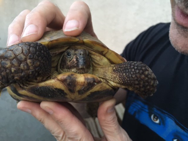 cute tortoise finds missing person! #hugo