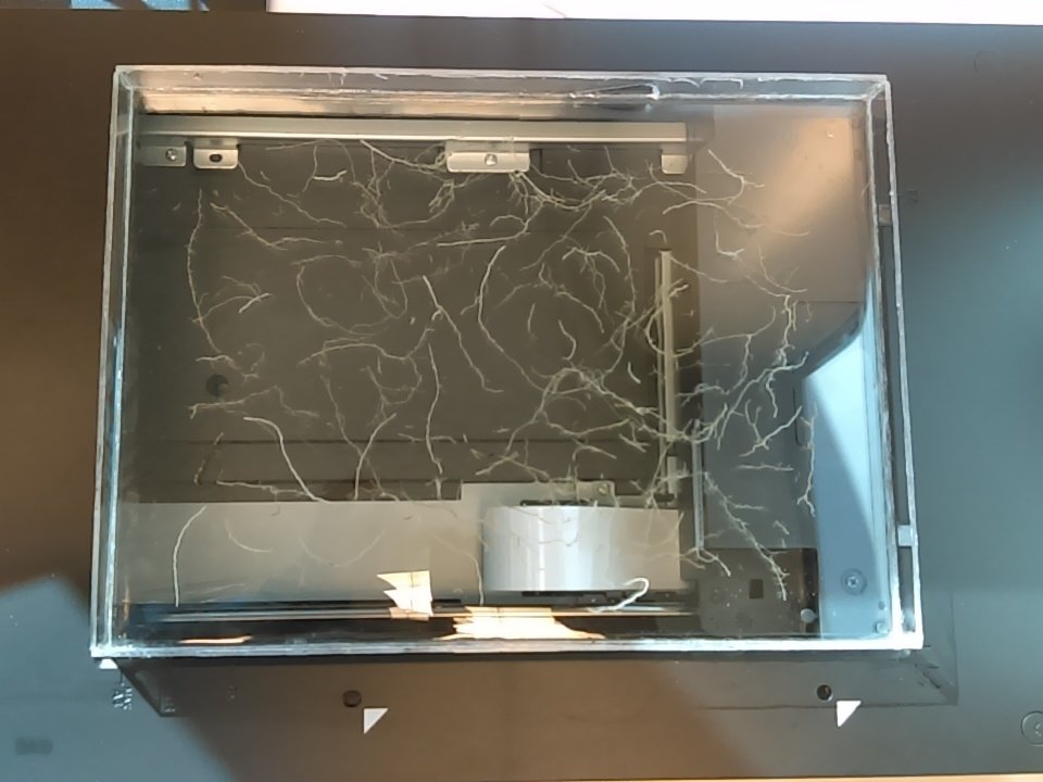 This is how roots look like. First trial picture of our root study_FACTs. More coming soon <a href="/ArchontoulisLab/">ArchontoulisLab</a>  <a href="/castellmj/">mike castellano</a> <a href="/RanaeDietzel/">Ranae Dietzel</a>