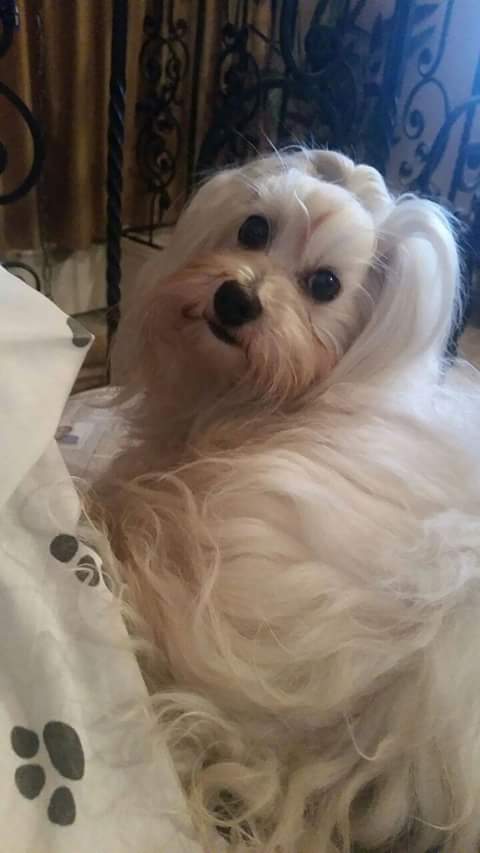 xiounedosmundos's tweet photo. Feliz fin de semana... Bendiciones para cada uno de ustedes! #Sheinn https://t.co/NzlzcBVpS7