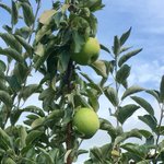 Photo by Haney's Farm (@HaneysFarm)