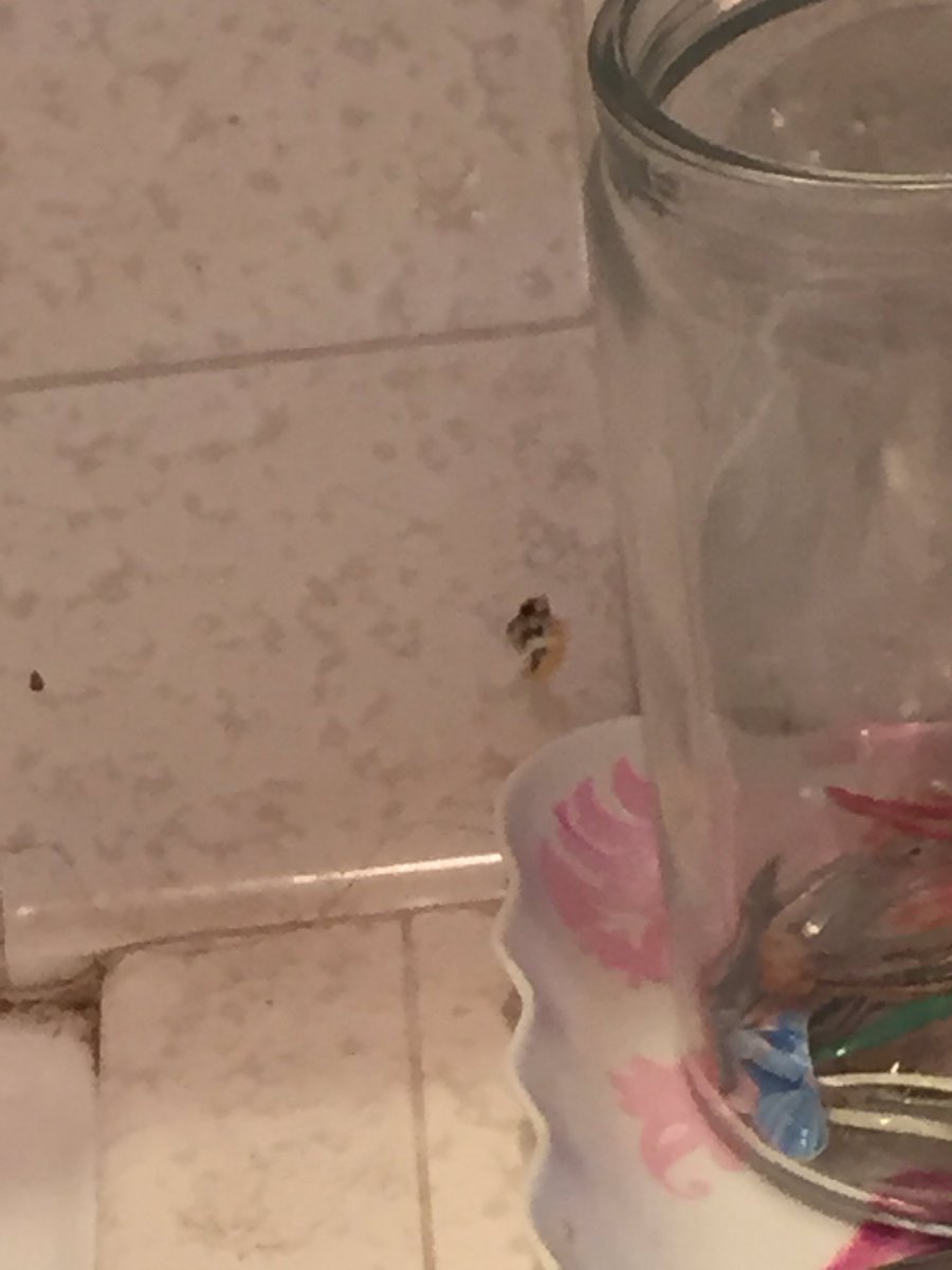 maggiemcgil's tweet photo. Mary squeezed a spider w her straightener n it's still hanging from the web all cooked hahahaha https://t.co/Z3fMGQapWX
