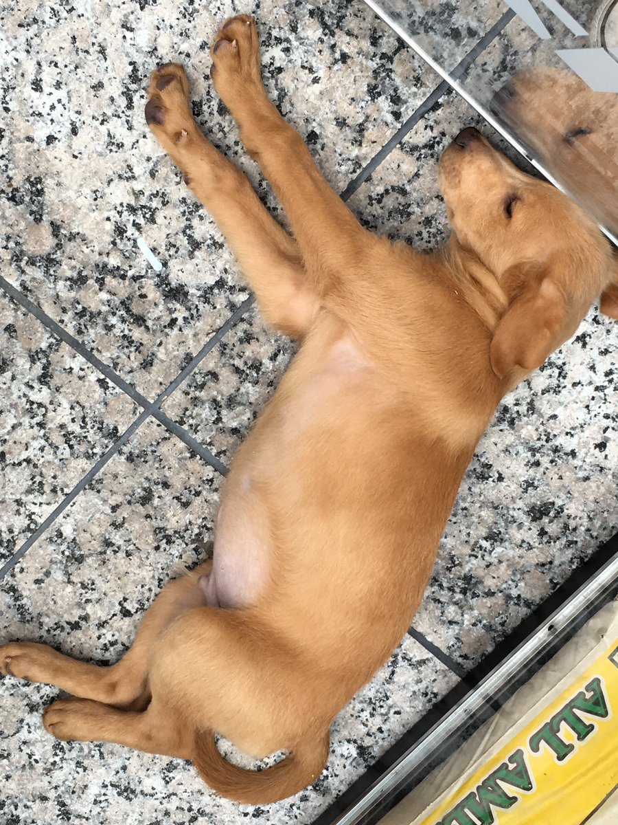 AddieLeeWhelan's tweet photo. Thank you @verizon for bringing puppies to Michigan Ave today! #truthdog https://t.co/1as9XUq9jS