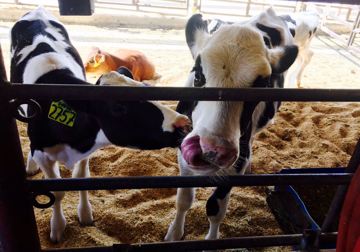 ThePatchyLawn's tweet photo. Lip-smackin' at the UC Davis dairy! #CATeachAg16 https://t.co/wKwj0B3qZt
