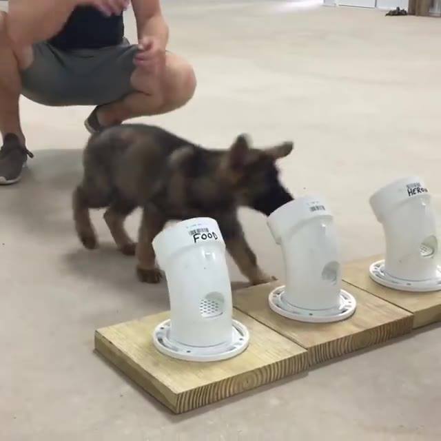 Puppy_Pupper's tweet photo. 8 week old puppy demonstrating target odor recognition. In this demo the t ... #perro #dogscorner #puppypupper https://t.co/SXyV11HsQb