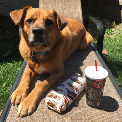 FirehouseSubs's tweet photo. Time is running out! Post a pup pic by tonight w/ #DogsofFirehouse & tag @FirehouseSubs and help @savinglives! https://t.co/IdaSZxPjA7 https://t.co/DBnDQLnRya