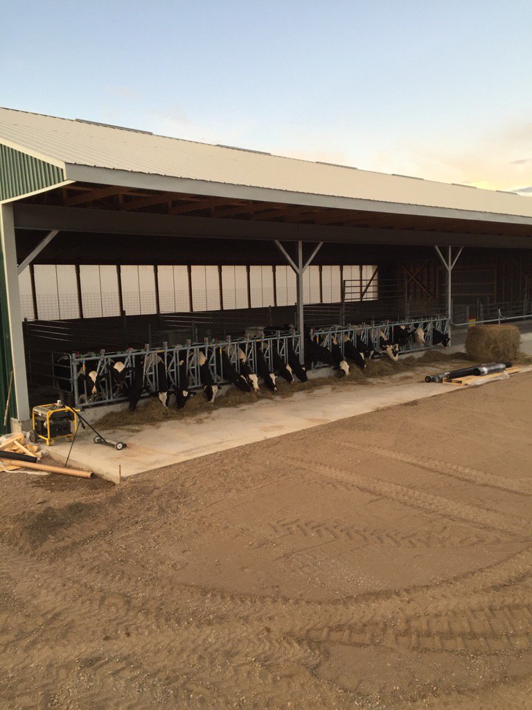 Half moved in!  Dry cow/bred heifer barn.