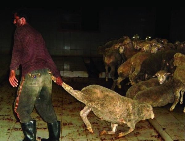 wordsonlife's tweet image. When it comes to animal abuse and cruelty, the silence from the spineless Governments of the world is deafening ..